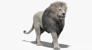 Animated White Lion 3D Model with Fur white background Thumbnail