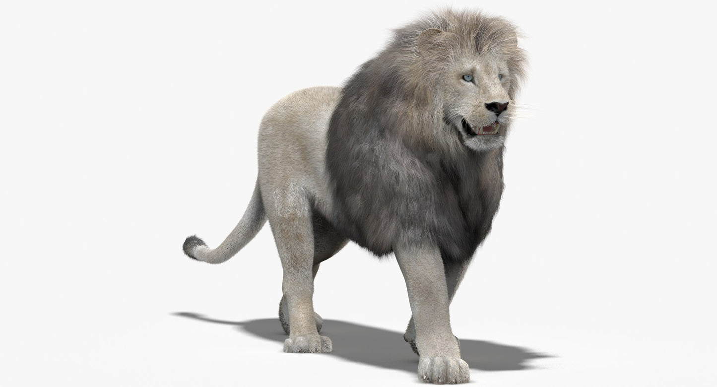 Animated White Lion Fur 3D Model