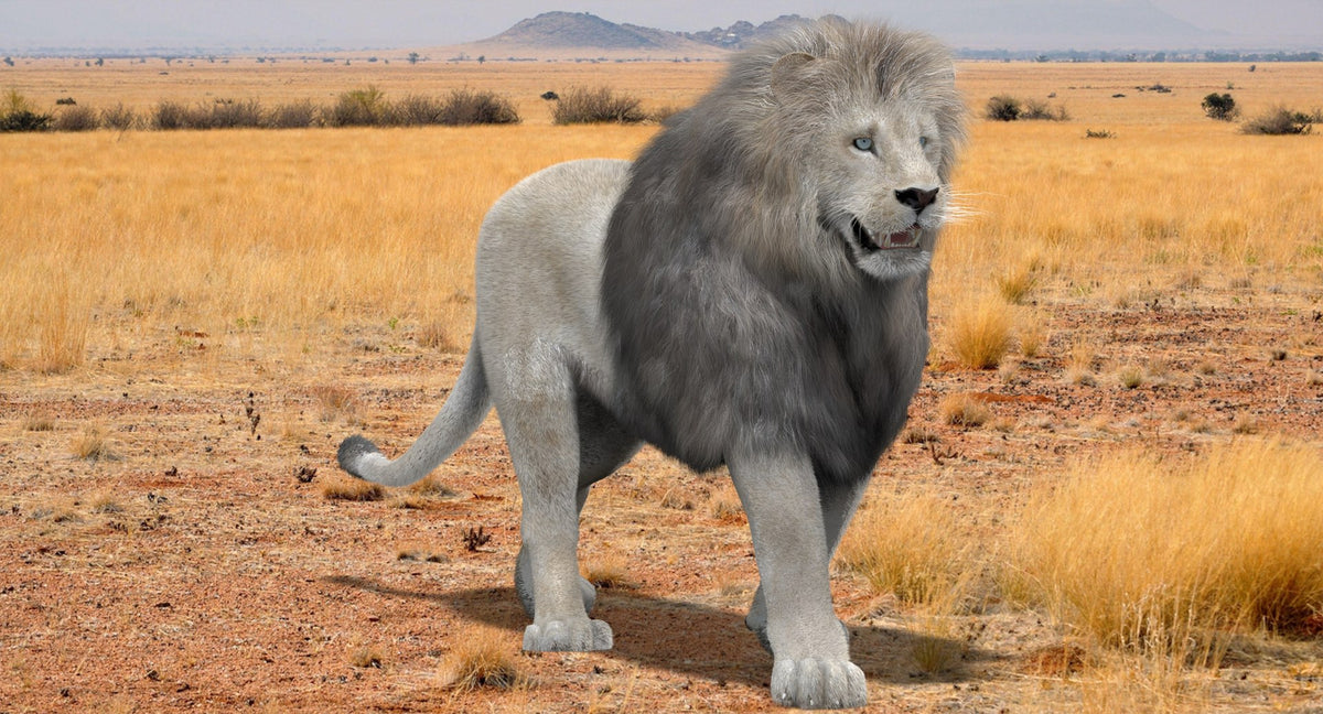 White lion 3D model with realistic groomed fur