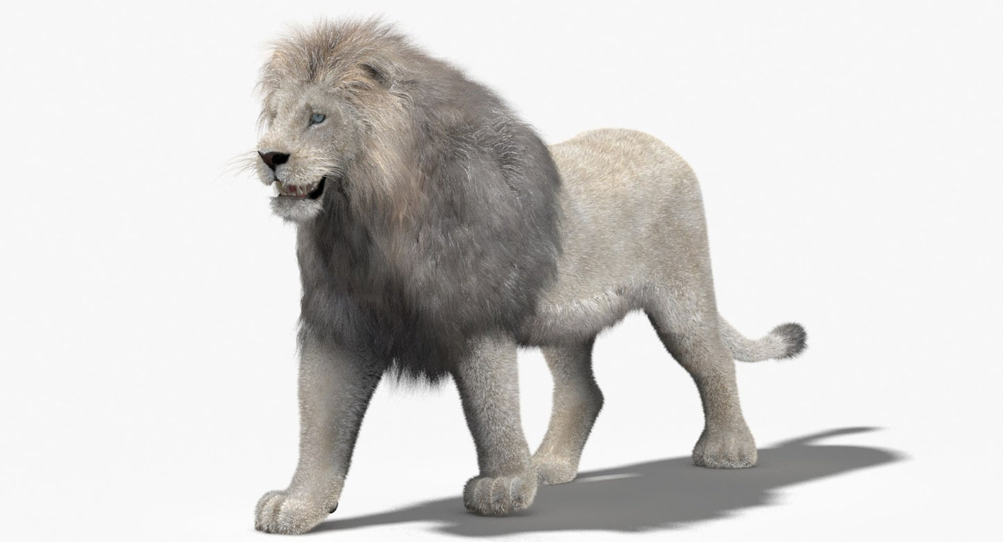 Animated White Lion Fur 3D Model