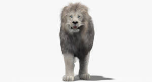 White Lion 3D Model with Fur - walking pose Thumbnail