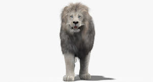 White Lion 3D Model with Fur - walking pose Thumbnail