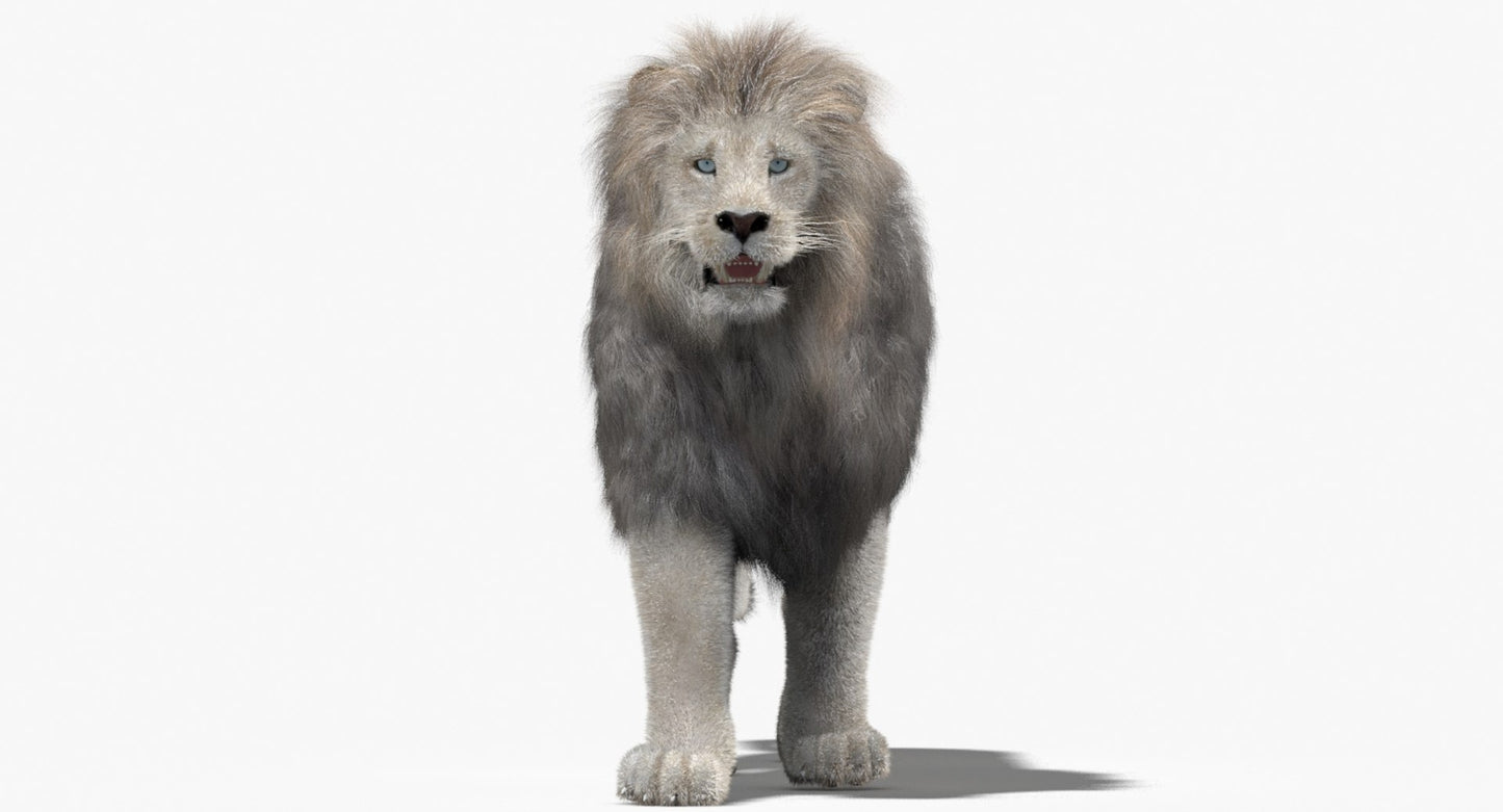 Animated White Lion Fur 3D Model