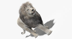 Animated White Lion 3D Model with Fur