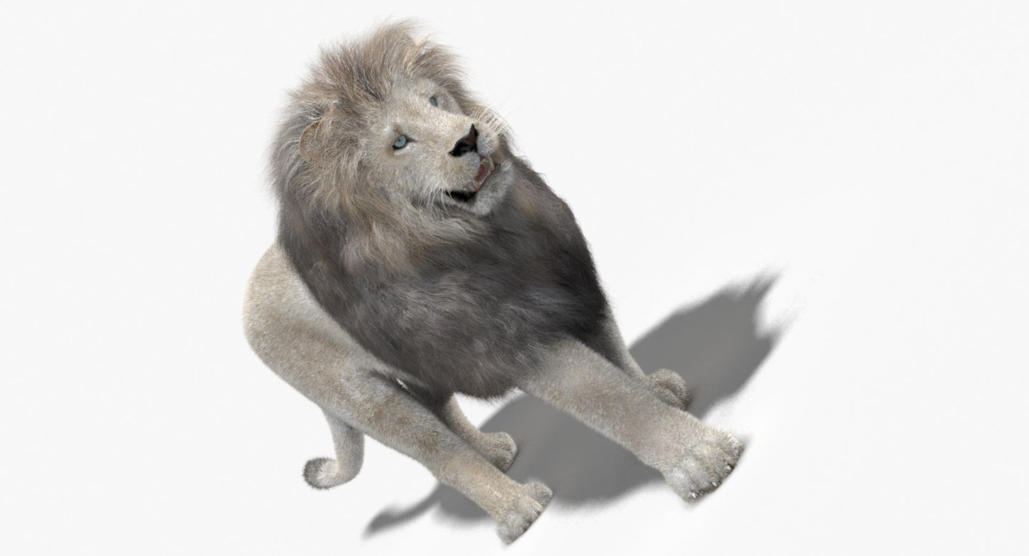 Animated White Lion Fur 3D Model