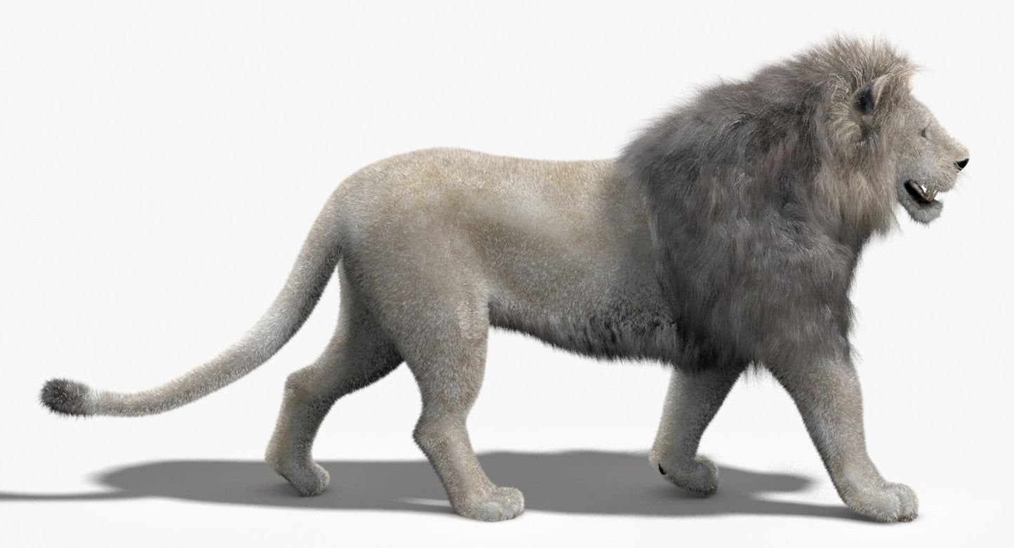 Animated White Lion Fur 3D Model