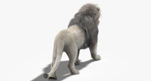 Animated White Lion 3D Model with Fur Thumbnail