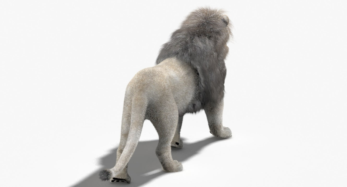 Animated White Lion Fur 3D Model