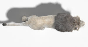 Animated White Lion 3D Model with Fur Top View Thumbnail