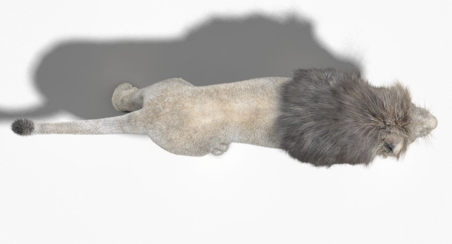 Animated White Lion Fur 3D Model