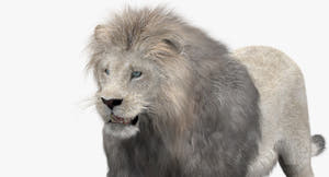 Animated White Lion 3D Model with Fur - head close up Thumbnail