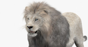 Animated White Lion 3D Model with Fur Thumbnail