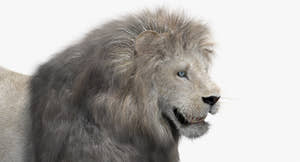 Animated White Lion 3D Model with Fur Thumbnail