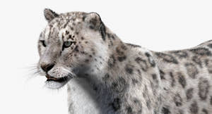 Fully Rigged and Animated Snow Leopard 3D Model with Fur - Head Close Up View Thumbnail