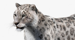 Fully Rigged and Animated Snow Leopard 3D Model with Fur - Head Close Up View Thumbnail