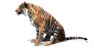 Rigged and Animated Tiger 3D Model with Fur in Sitting Pose on White Background Thumbnail