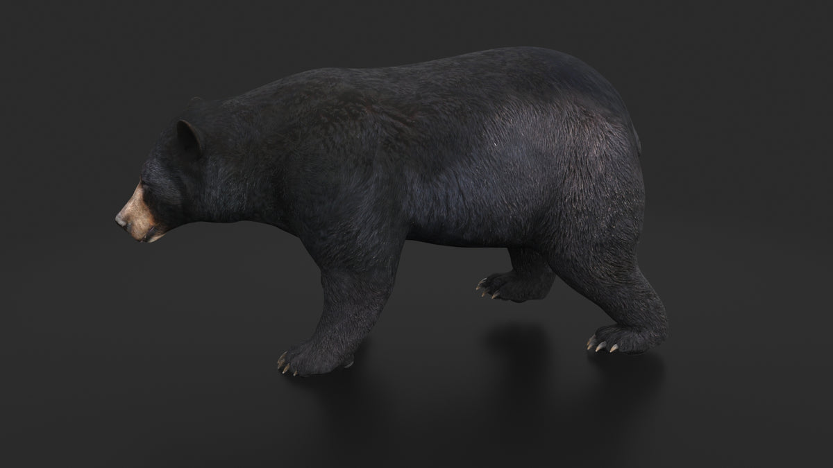 Rigged Black Bear 3D Model - Game-Ready - 360 Degree View