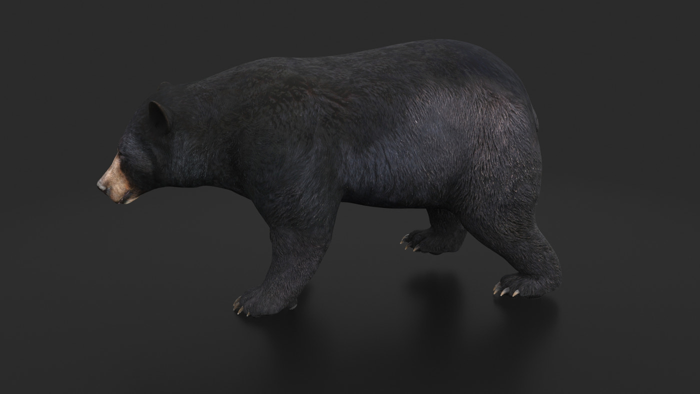 Rigged Black Bear 3D Model - 360 Degree View