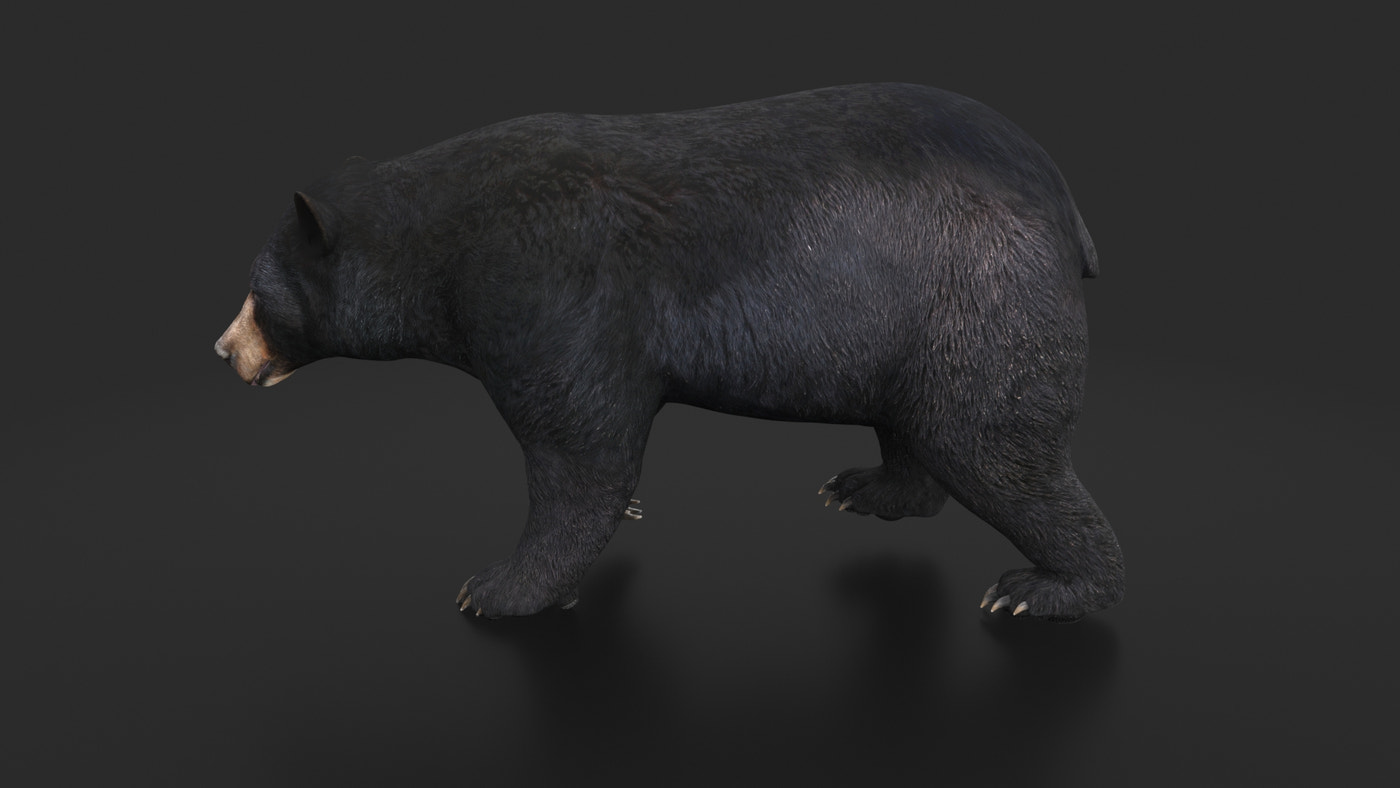 Rigged Black Bear 3D Model - 360 Degree View