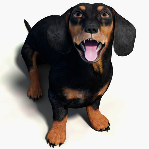 Rigged Black Dachshund Dog 3D Model