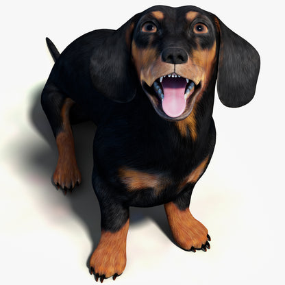Rigged Black Dachshund Dog 3D Model – Game-Ready