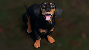 Rigged Black Dachshund Dog 3D Model – Game-Ready