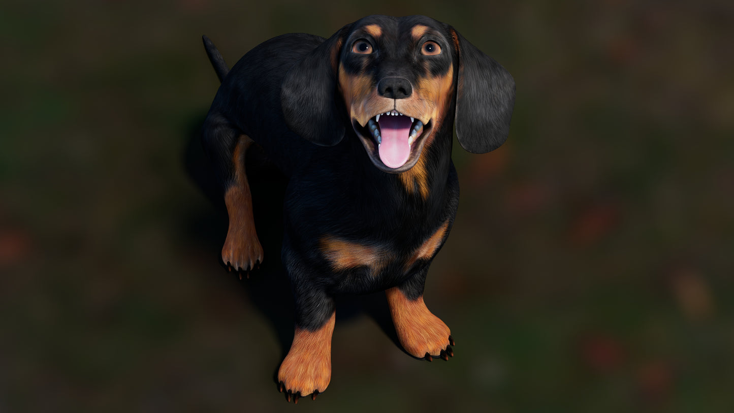 Rigged Black Dachshund Dog 3D Model – Game-Ready