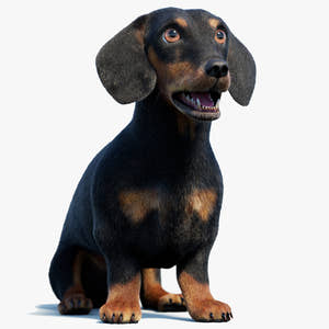 Rigged Black Dachshund Dog 3D Model with Fur Thumbnail