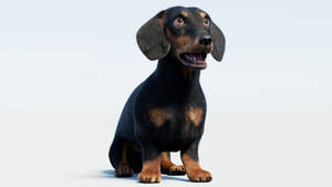 Rigged Black Dachshund Dog 3D Model with Fur Thumbnail