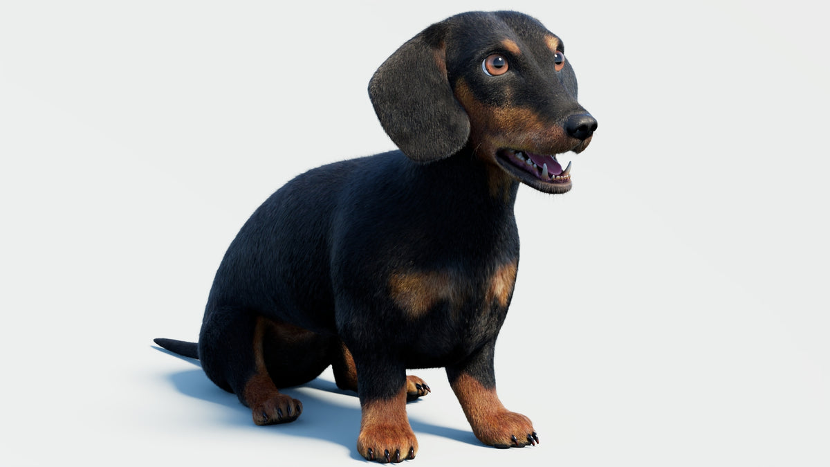 Rigged Black Dachshund Dog 3D Model - Hair and Fur