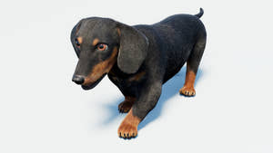 Rigged Black Dachshund Dog 3D Model with Fur Thumbnail