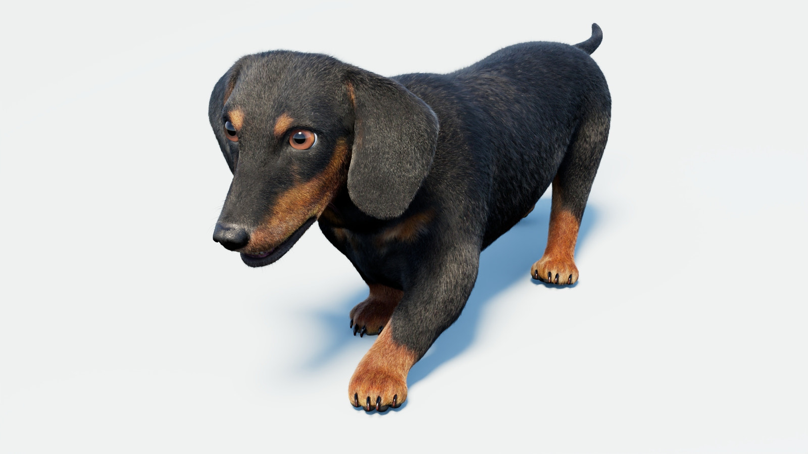 Rigged Black Dachshund Dog 3D Model with Fur