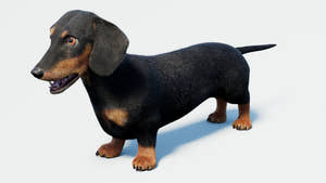 Rigged Black Dachshund Dog 3D Model with Fur Thumbnail