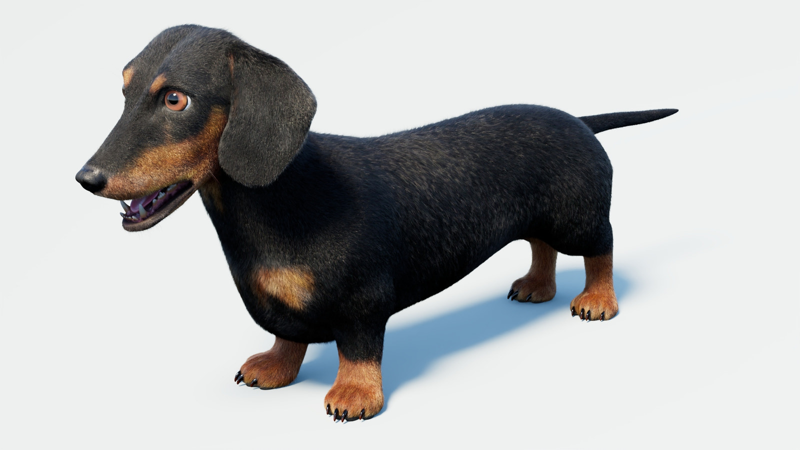 Rigged Black Dachshund Dog 3D Model with Fur