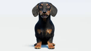 Rigged Black Dachshund Dog 3D Model with Fur Thumbnail