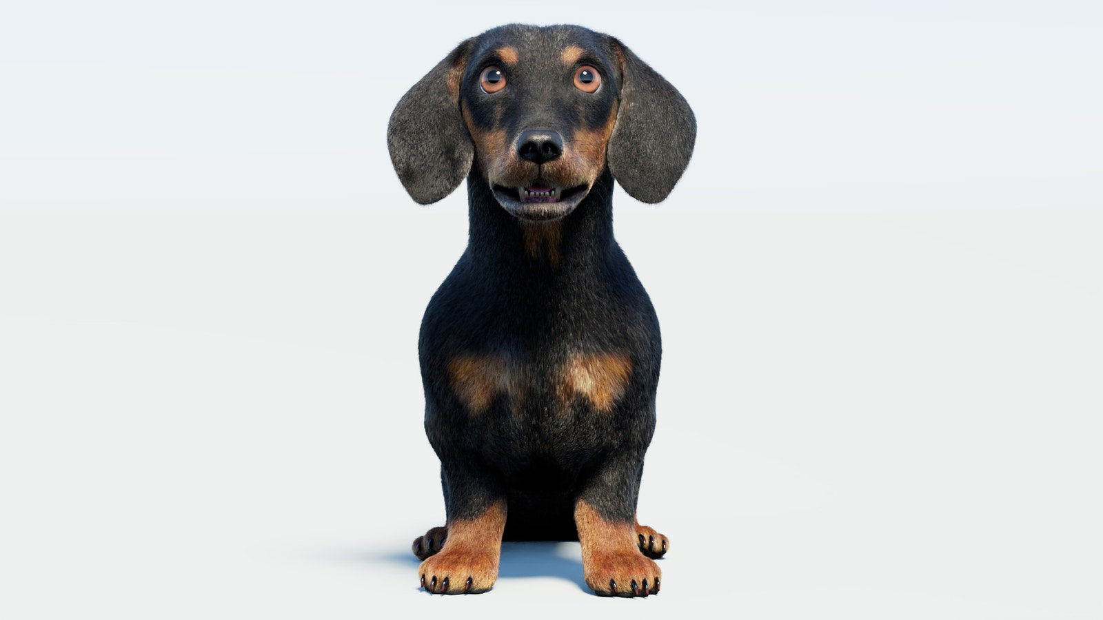 Rigged Black Dachshund Dog 3D Model with Fur