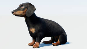 Rigged Black Dachshund Dog 3D Model with Fur Thumbnail