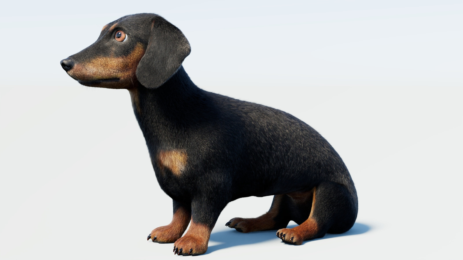 Rigged Black Dachshund Dog 3D Model with Fur