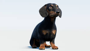 Rigged Black Dachshund Dog 3D Model with Fur Thumbnail