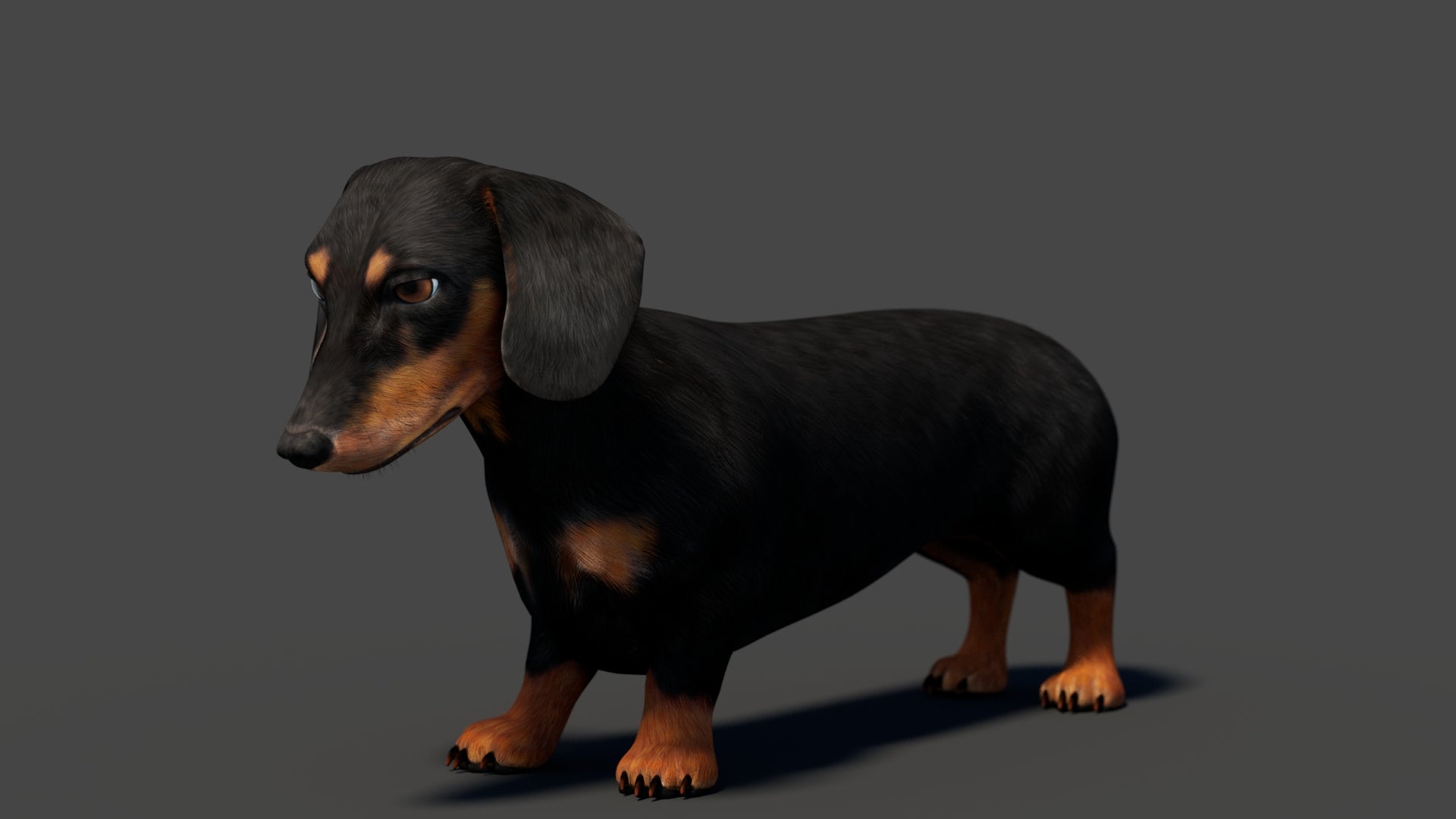 Rigged Black Dachshund Dog 3D Model – Game-Ready