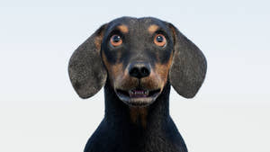 Rigged Black Dachshund Dog 3D Model with Fur Thumbnail