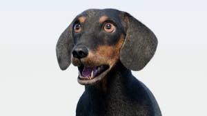 Rigged Black Dachshund Dog 3D Model with Fur Thumbnail