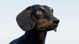 Rigged Black Dachshund Dog 3D Model with Fur Thumbnail