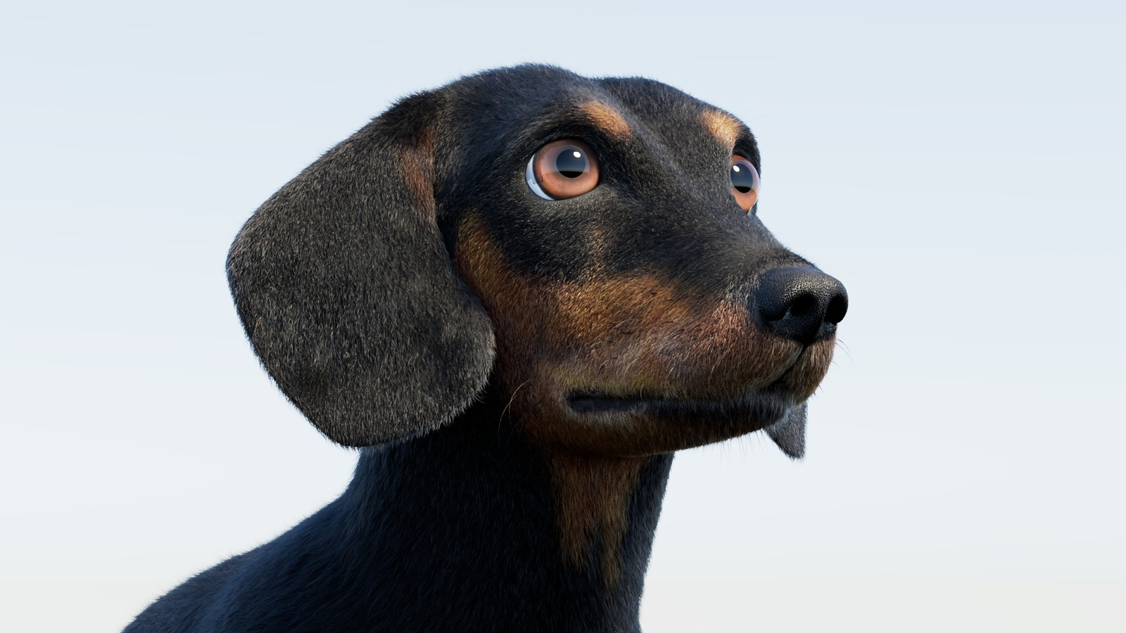 Rigged Black Dachshund Dog 3D Model with Fur
