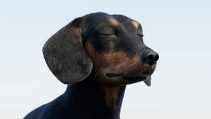 Rigged Black Dachshund Dog 3D Model with Fur Thumbnail