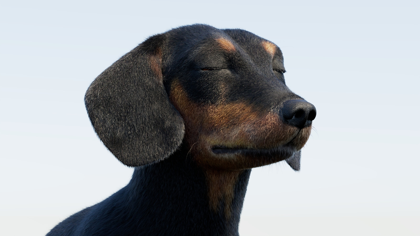 Rigged Black Dachshund Dog 3D Model with Fur