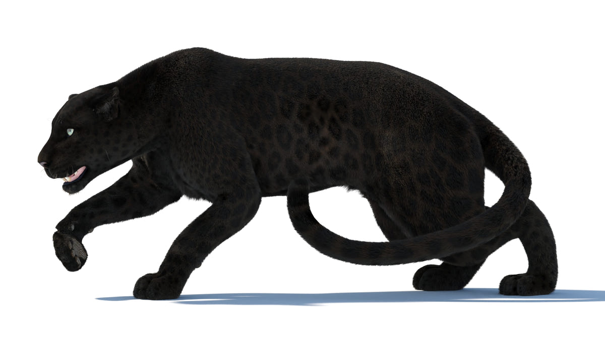 Black Panther 3D Model Rigged Fur - 360 Degree View