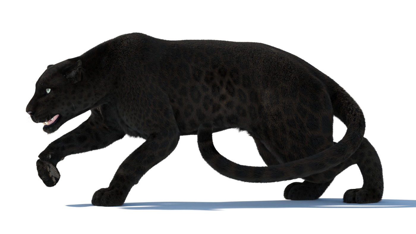 Black Panther 3D Model Rigged Fur - 360 Degree View