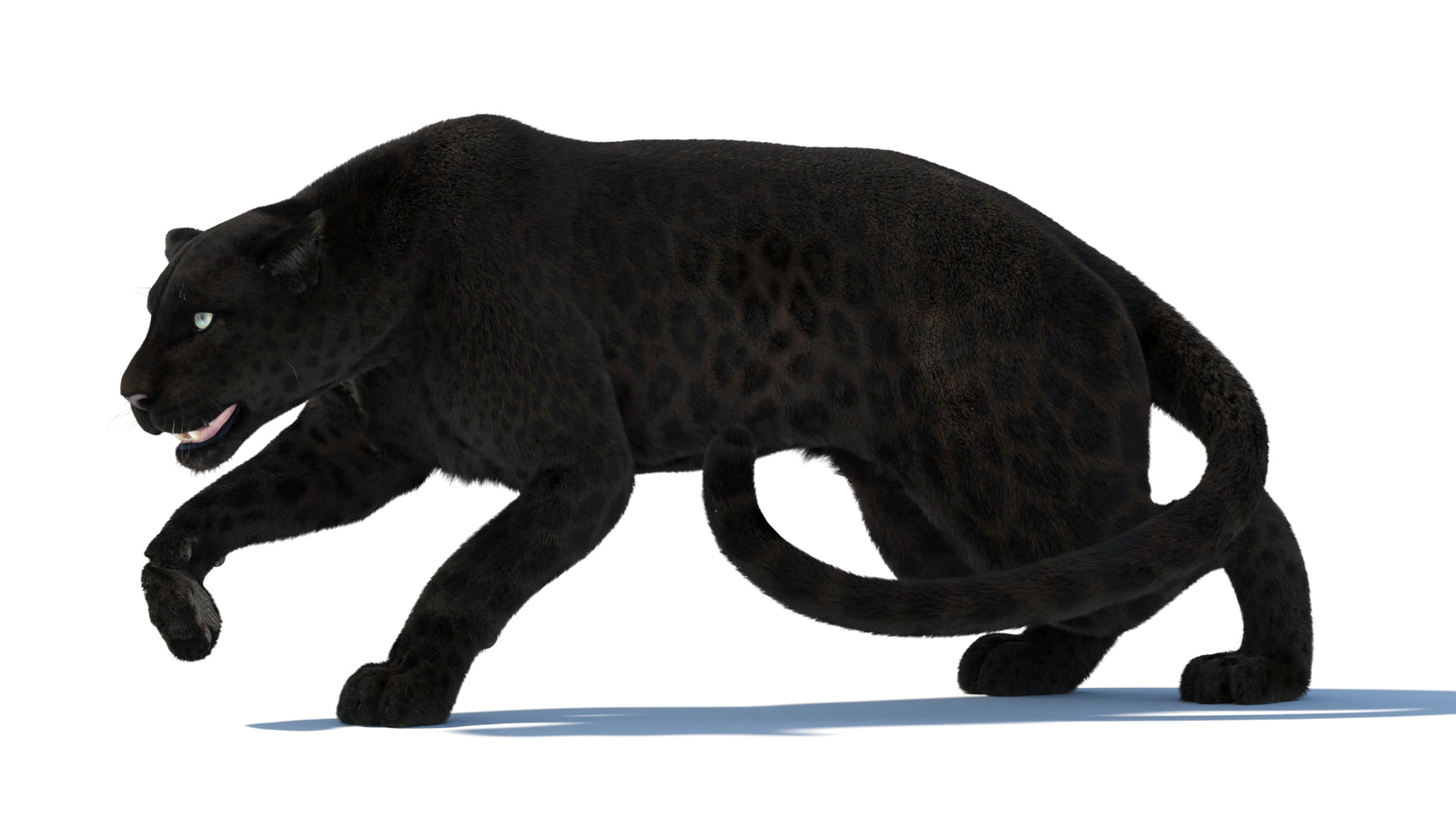 Black Panther 3D Model Rigged Fur 360° view 3 frame 2