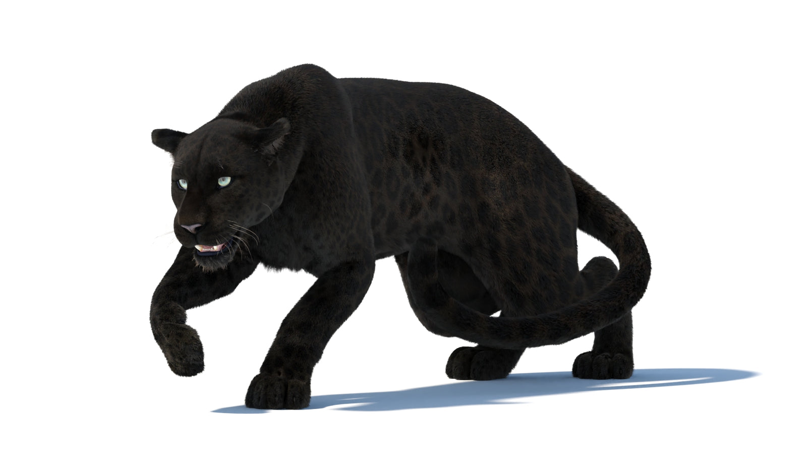 Black Panther 3D Model Rigged Fur 360° view 3 frame 5